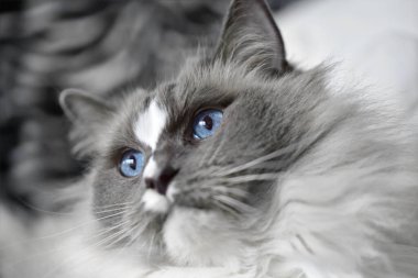 Ragdoll kedisi. Yaklaş.
