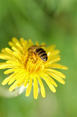 Arı baharda karahindiba çiçeğinde polen topluyor.
