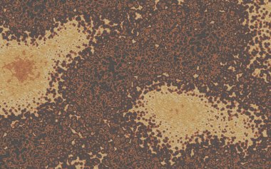 Beyaz arkaplanda kahve çekirdekleri