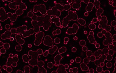 Kırmızı sıvı hücreli soyut arkaplan