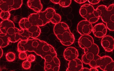 Koyu arkaplanda kırmızı kan hücreleri