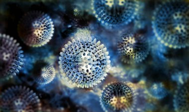 Sudaki küçük denizanalarından oluşan büyük bir grubun yakın çekimi..