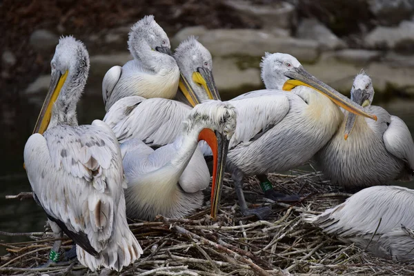 Pelicano Branco Zoológico — Fotografia de Stock