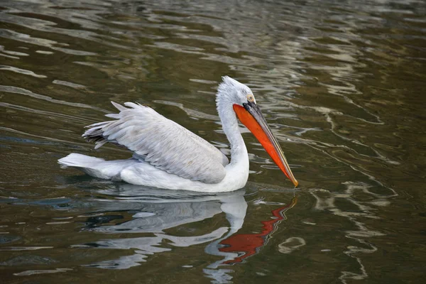 Pelicano Branco Água — Fotografia de Stock