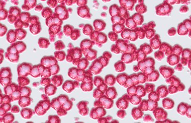 Beyaz arkaplanda kırmızı nar tohumları