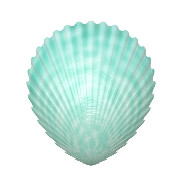 Seashell Isolato Sfondo Bianco — Foto Stock