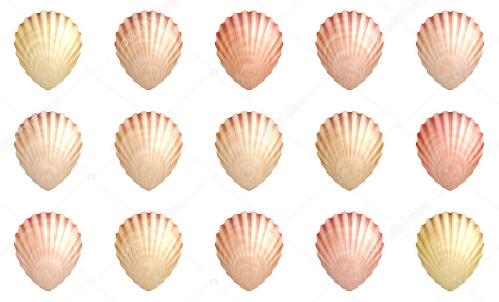 set of seashells isolated on white background