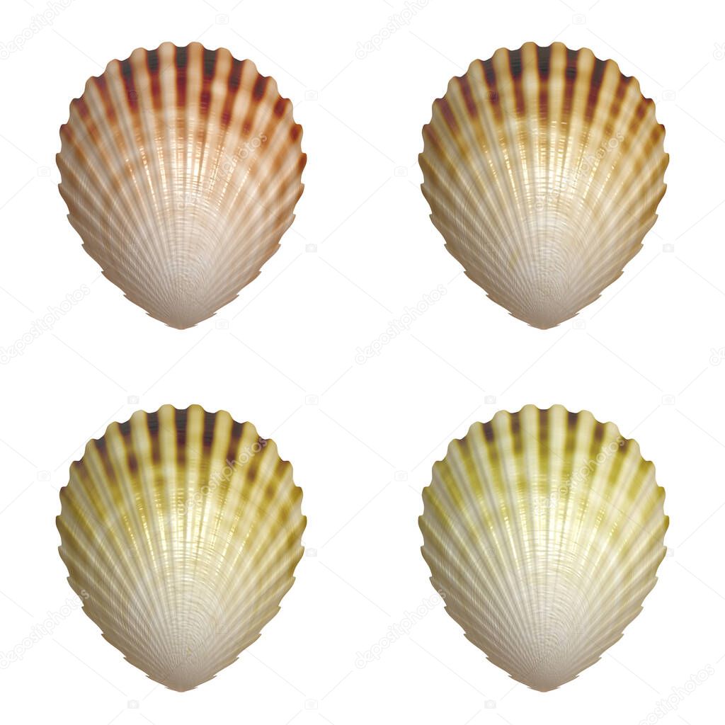 set of seashells isolated on white background