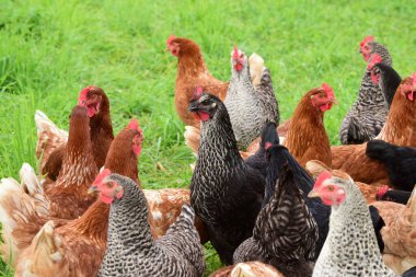 Çiftlikteki tavuklar
