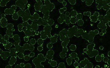 bakteriler yuvarlak hücreler