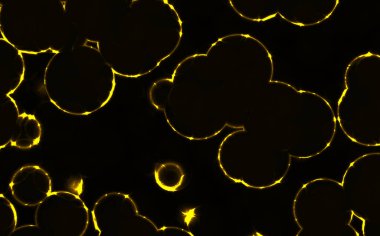 bakteriler yuvarlak hücreler