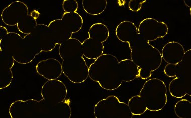 bakteriler yuvarlak hücreler