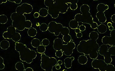 bakteriler yuvarlak hücreler