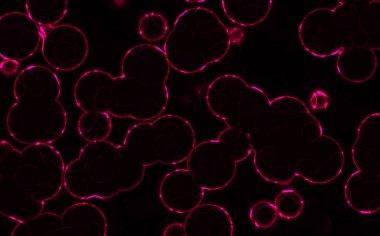 bakteriler yuvarlak hücreler