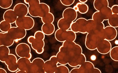 bakteriler yuvarlak hücreler