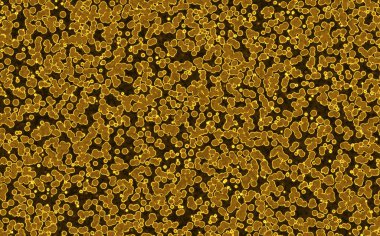 bakteriler yuvarlak hücreler