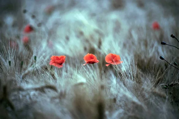 Rote Mohnblumen Auf Dem Feld — Stockfoto