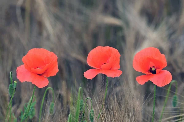 Red Poppy Flowers Field — Stock Photo, Image