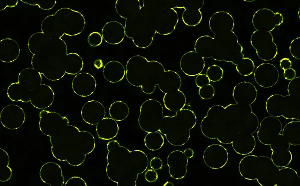 bakteriler yuvarlak hücreler