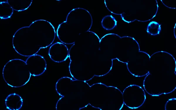 Бактерії Круглі Круглі Клітини — стокове фото