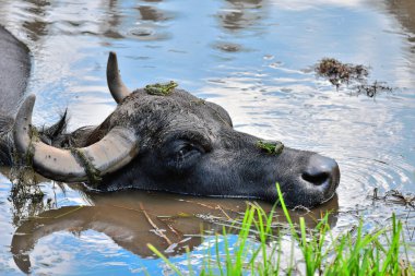 Water buffalo head with frogs