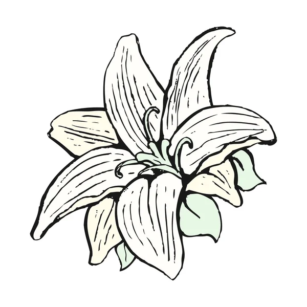 Cartoon lily flower — Stock vektor