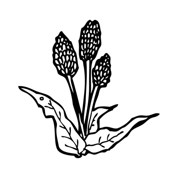 Illustrazione del fiore — Vettoriale Stock