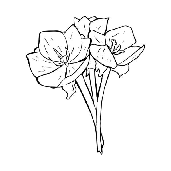 Dessin ouvert de tulipe — Image vectorielle