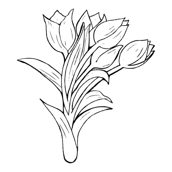 Dibujo de tulipán — Vector de stock