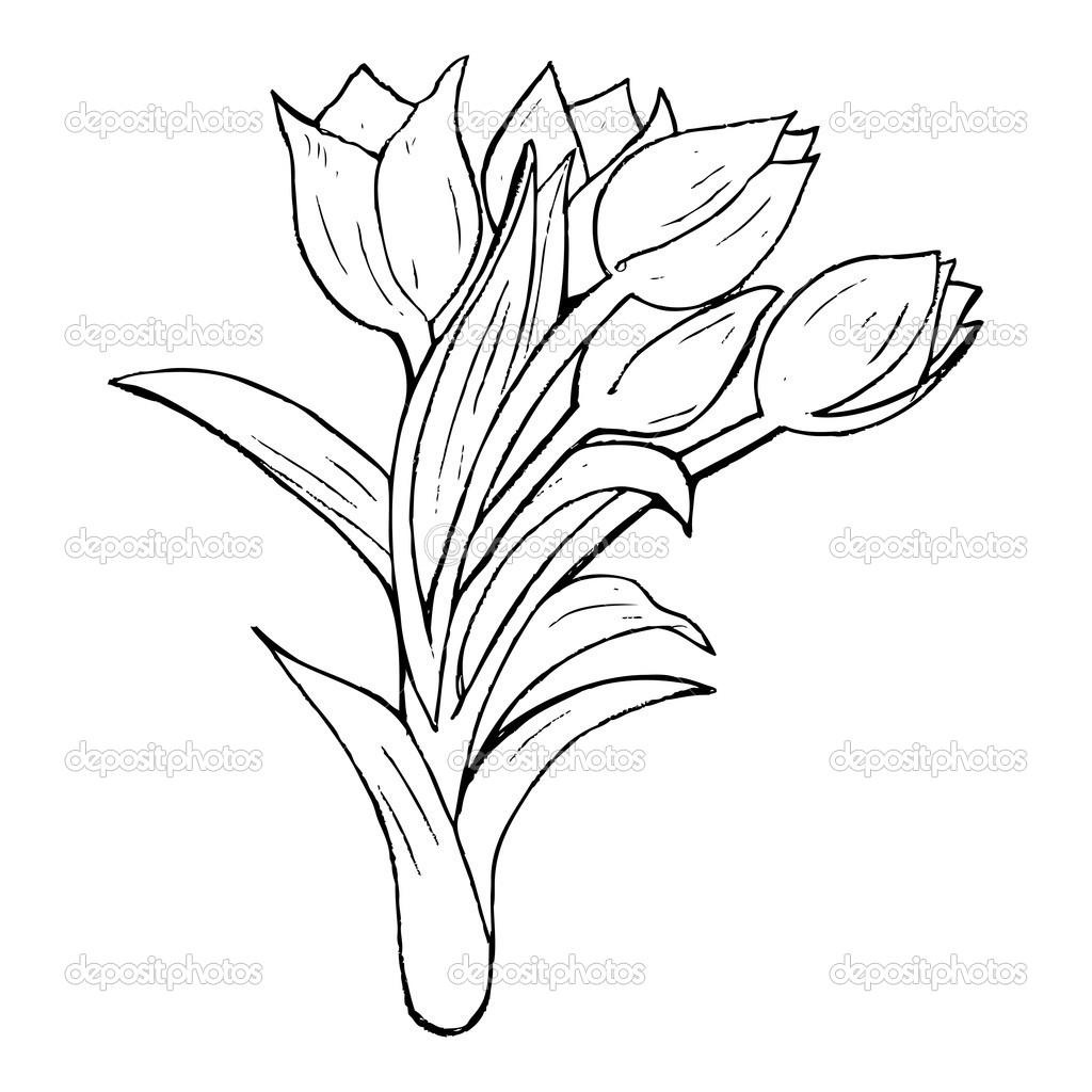 Tulip drawing Stock Vector Image by ©lineartestpilot #19904141