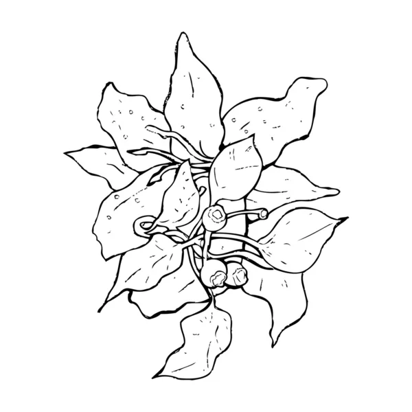 Zeichnung von Lilienblüten — Stockvektor