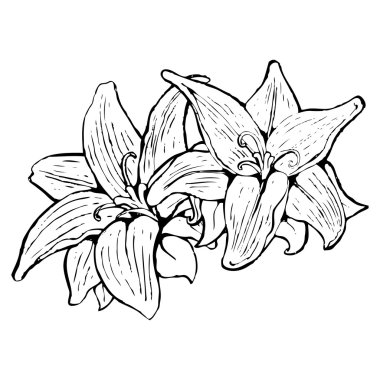 Zambak illüstrasyon