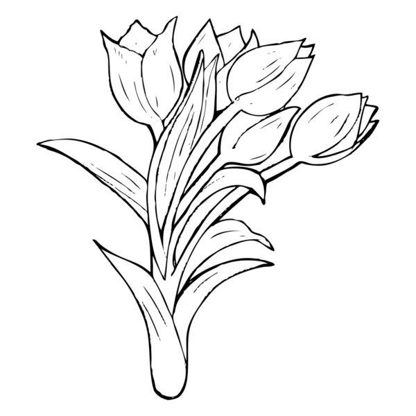 Tulipa — Vetor de Stock