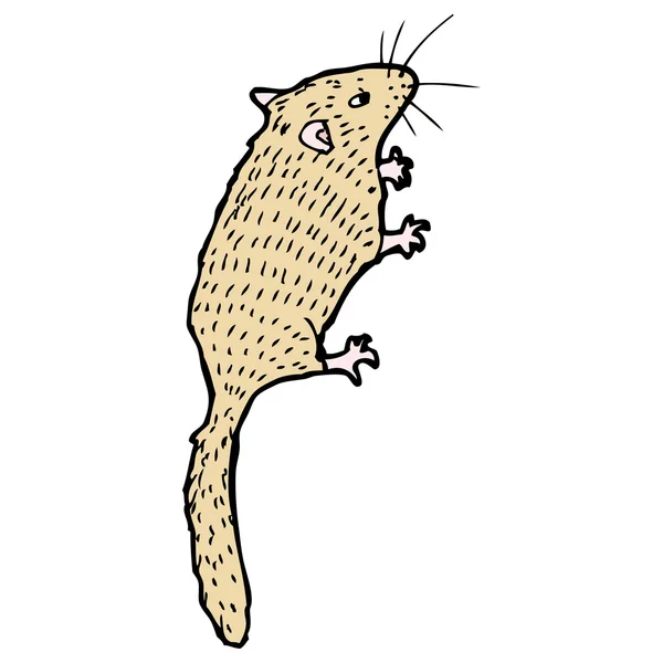 榛睡鼠 — 图库矢量图片