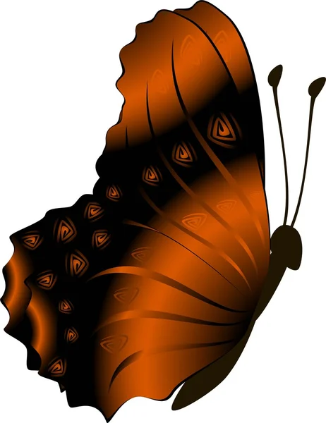 Butterfly — Stock Photo, Image