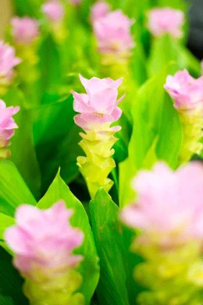 Field of pink siam tulip flowers in garden — Stock Photo, Image