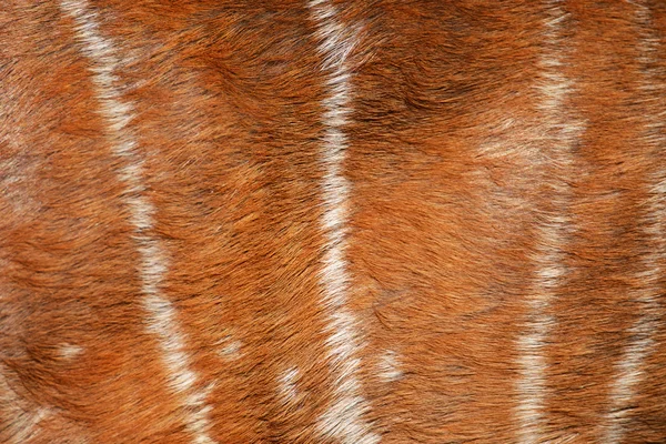 Texture of real axis deer fur — Stock Photo, Image