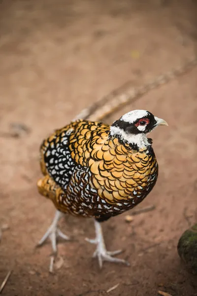 Bayan amhersts sülün chrysolophus amherstiae