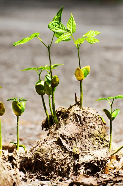 kök büyümesi üzerinde fil gübresi