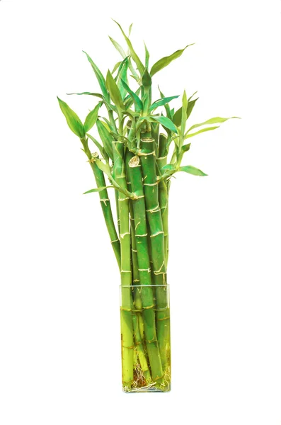 Beyaz arka plan üzerinde izole pot bambu bitki