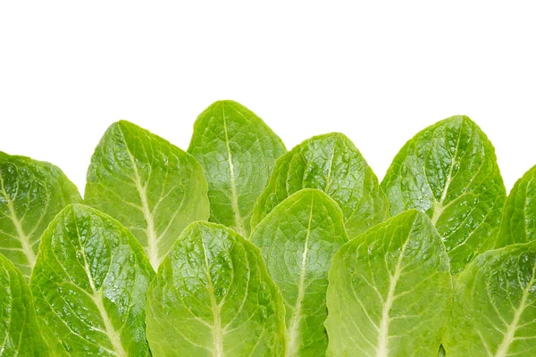 Folhas de salada molhada verde — Fotografia de Stock