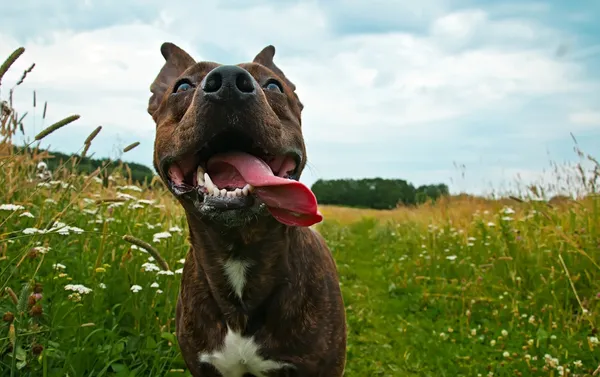 Perro sobre hierba Fotos De Stock Sin Royalties Gratis