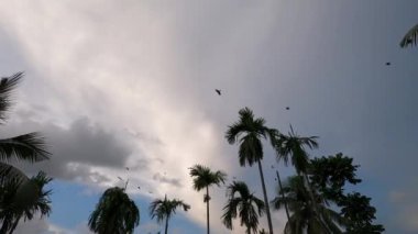 Göçmen Kuş sürüsü gün batımında tropik hindistan cevizi ağacının üzerinden yuvalarına doğru uçuyorlar. Gün akşam sona ermek üzere. Kolkata Batı Bengal Hindistan