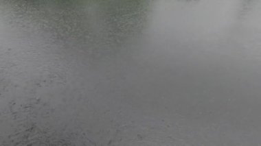 Muson yağmur damlaları gölet suyu yüzeyine düşüyor. Yağmur mevsimi. Doğa arkaplanı.