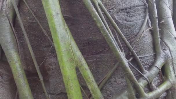 雨中一棵大班南树的湿树干根 — 图库视频影像