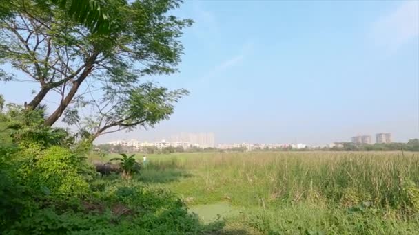 Stadsgebouwen Landschap Horizon Tegen Groen Veld Voorgrond Blauwe Lucht Achtergrond — Stockvideo