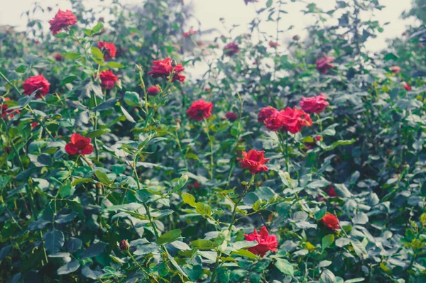 Muitas Flores Rosa Flor Jardim Florido Rosas — Fotografia de Stock