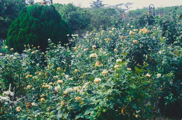 Plantas Flores Rosa Jardim Público — Fotografia de Stock