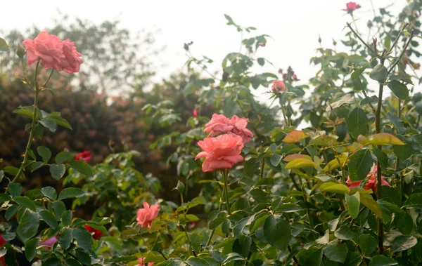 Una Rosa Con Muchas Flores Rosas Flor Jardín Florecido Rosas — Foto de Stock