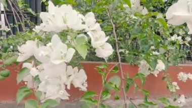 Vanilla Ice Bougainvillea Fabrikaları 'nın rüzgarda esen dalı. Bougainvillea, beyaz fren ve yeşil yapraklarla çevrili klasik beyaz çiçekler. Güzel çiçek arkaplanı
